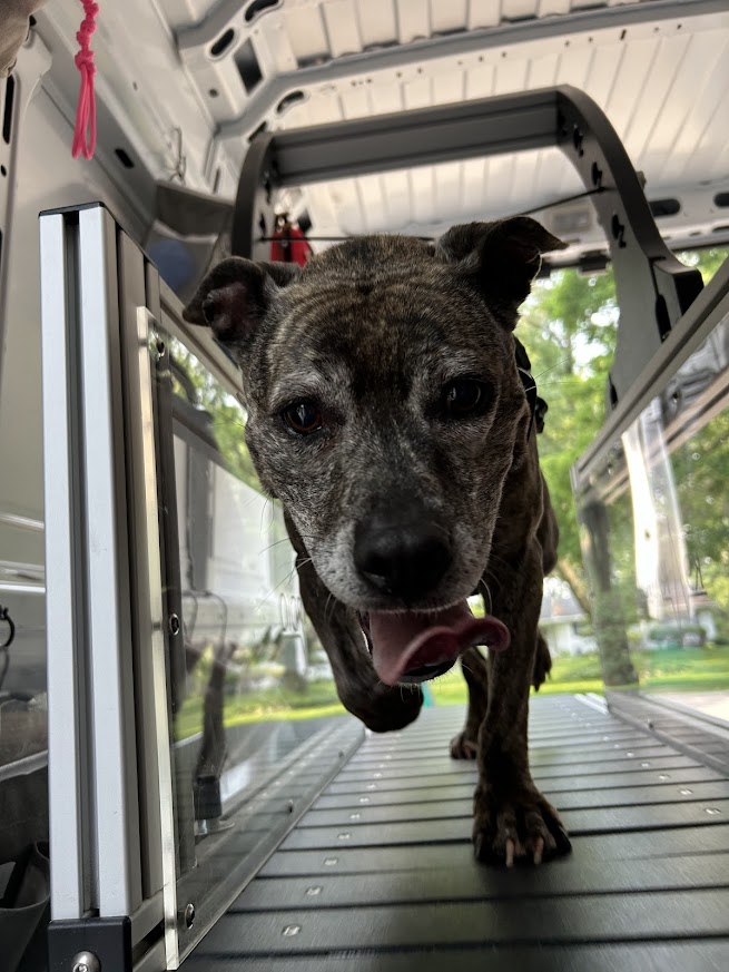 Dog walking inside a vehicle, with a metal floor and windows showing trees outside.