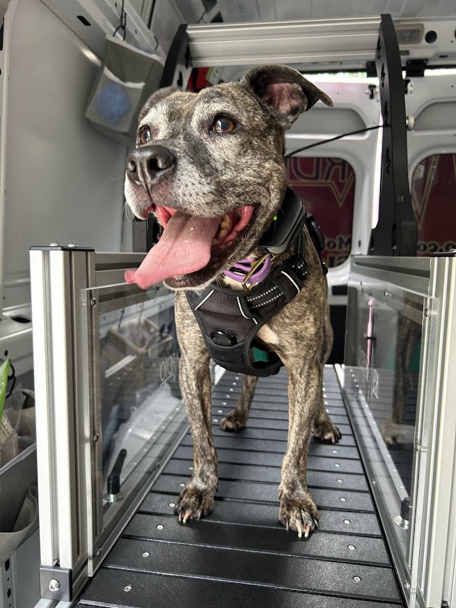 Brindle dog with pink tongue hanging out, wearing a harness, inside a transparent enclosure on a metal platform.