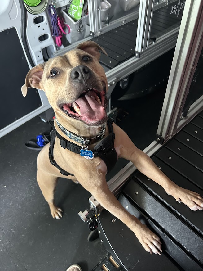 Happy dog with open mouth and tongue out, sitting inside a vehicle with equipment and storage compartments.