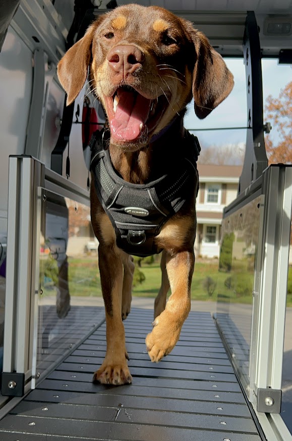 Dog walking on a porch, mouth open, tongue out, wearing a harness, sunny day, houses in background.