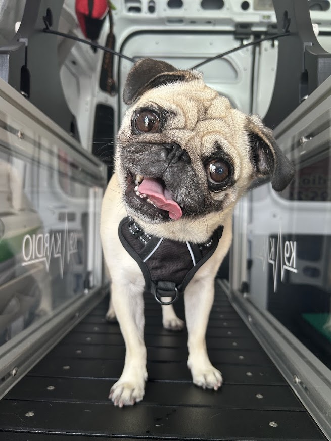 A pug dog with a harness, head tilted, tongue out, inside a vehicle or carrier, looking at the camera.
