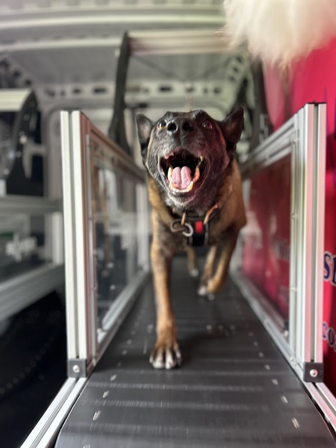 Dog walking on a treadmill with a metal frame, mouth open, ears back, in an indoor setting.