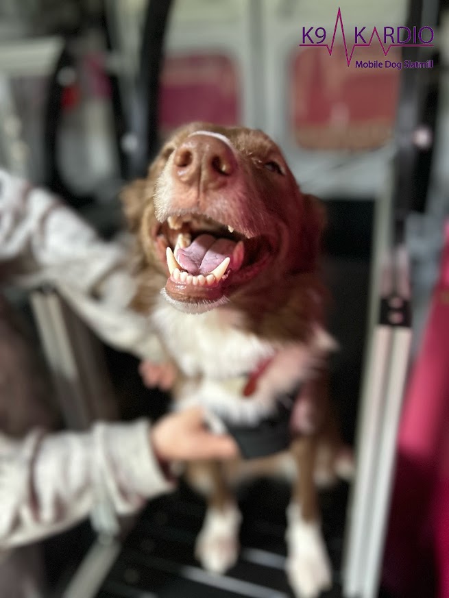 Dog with open mouth, showing teeth, on a bus or train, person holding its leash, background with seats and windows.
