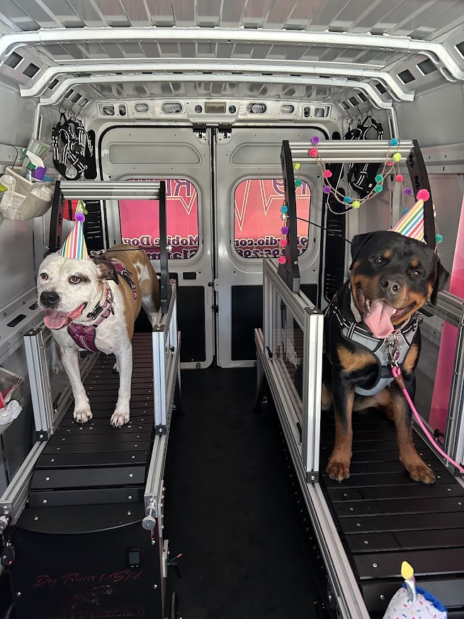 Two dogs in a vehicle with harnesses, one white with black spots and the other black and brown, on raised platforms.
