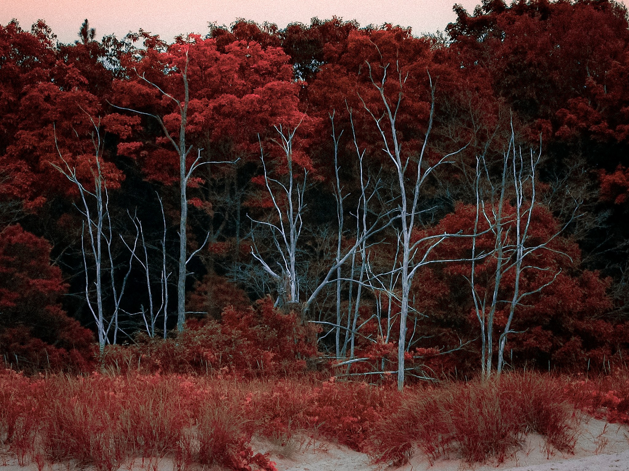 Trees with red foliage and leafless white branches in a natural landscape.
