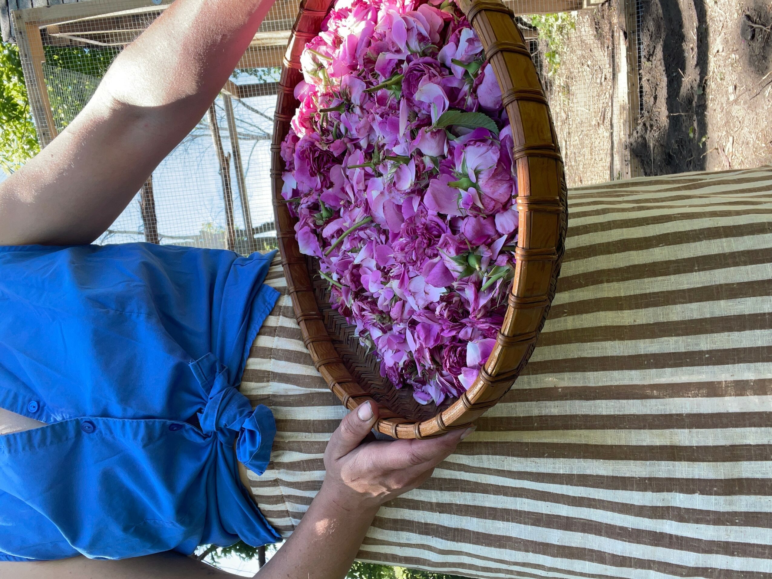 Person holding a basket filled with pink and purple flowers outdoors, wearing a striped dress and blue shirt.