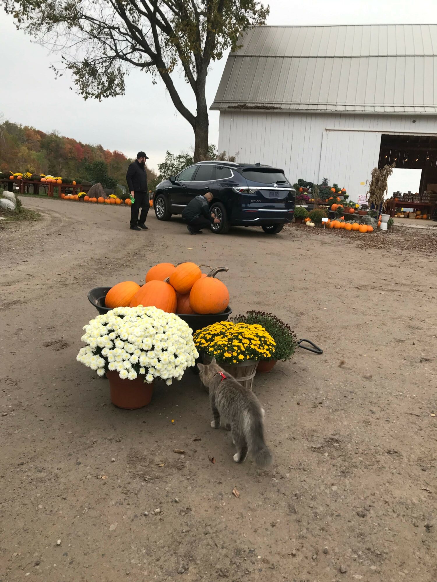 Pumpkins and flowers in pots on ground, person and car in background near barn, outdoor setting.