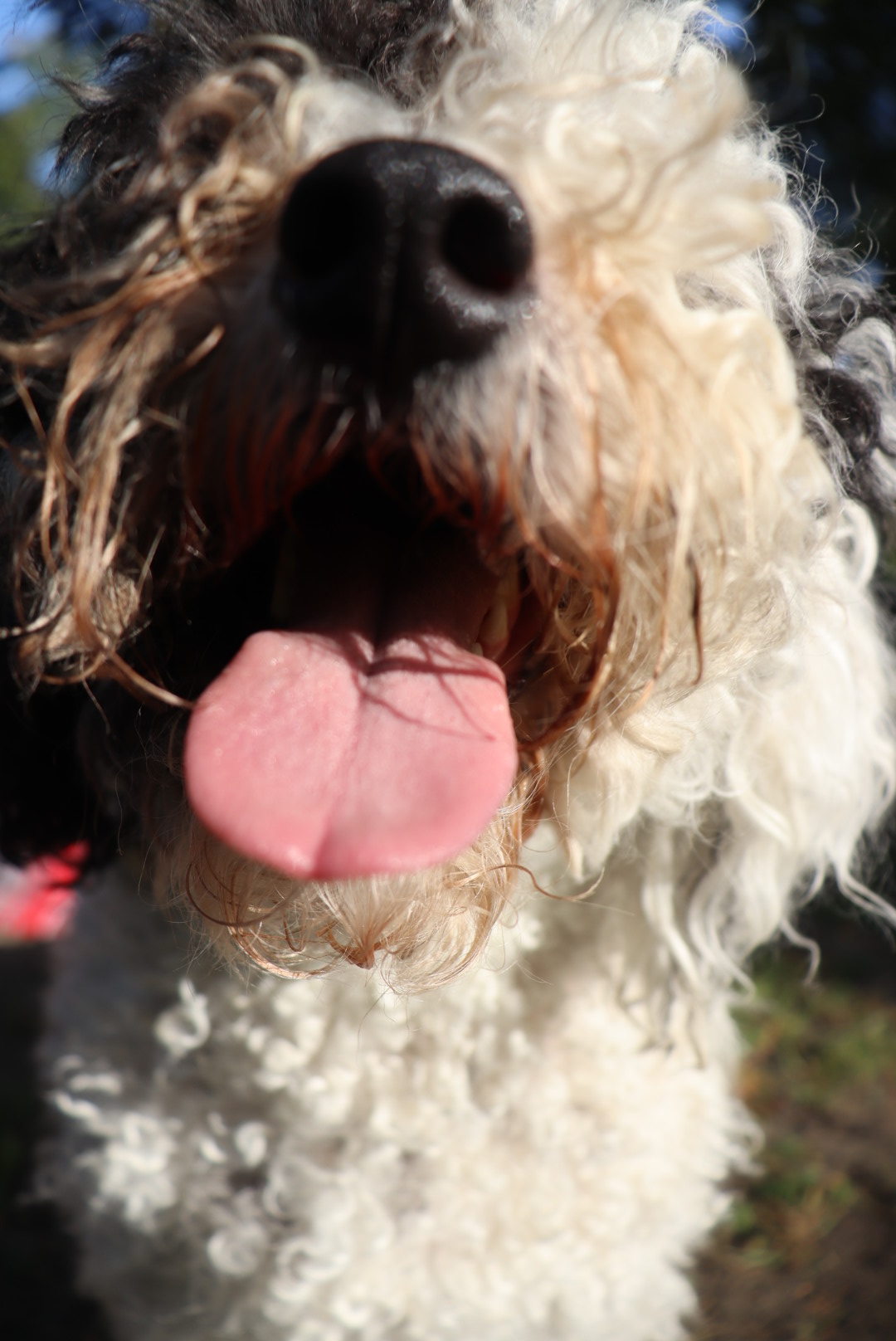 Close-up of a dog with curly fur, tongue out, outdoors with sunlight, and a black nose visible.