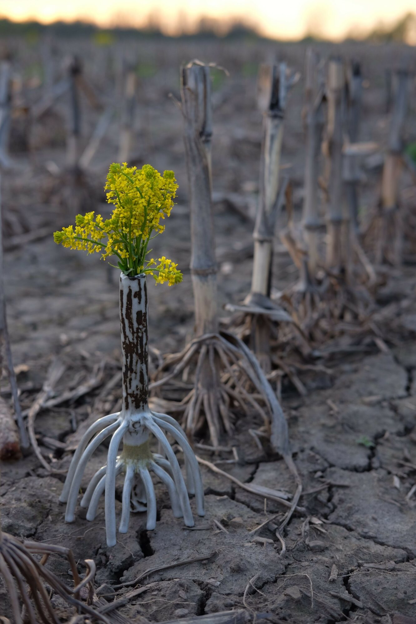 Yellow flowering plant in a small pot on dry, cracked soil with a blurred background of similar plants.