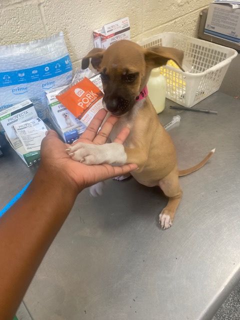 Person holding a small puppy in a veterinary or pet care setting with supplies in the background.