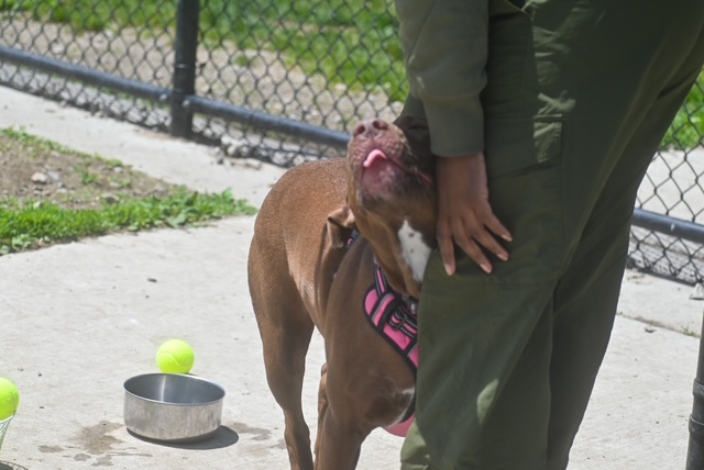 Dog with a pink harness looking up at a person, near a metal bowl and tennis ball outside.