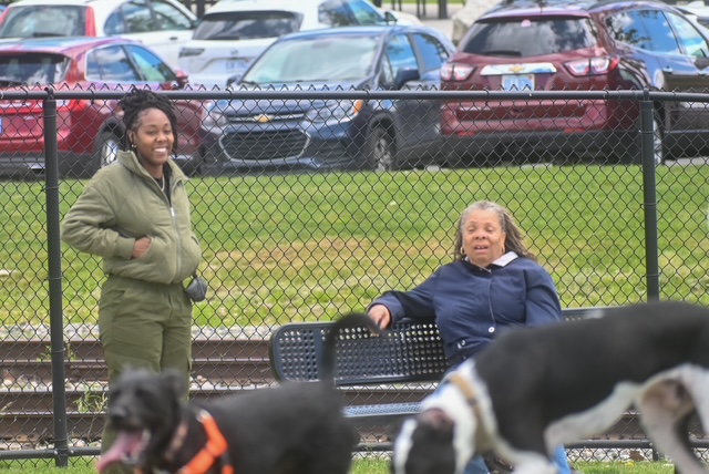 Two women sitting and standing near a fence, with dogs in the foreground and parked cars behind, on a grassy area.