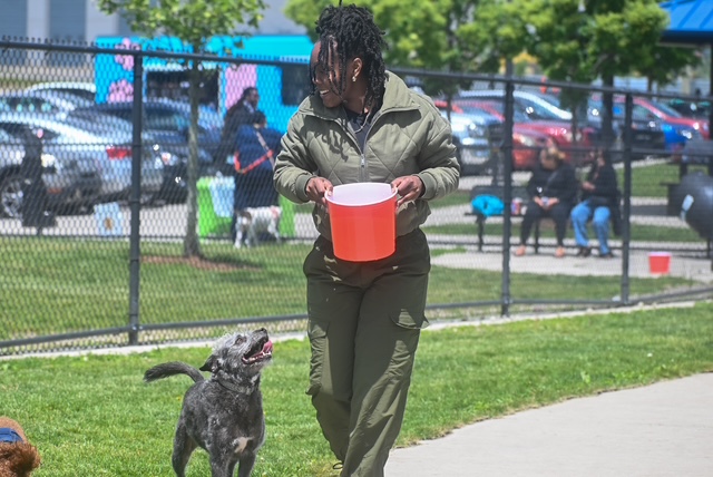 Person holding a red container walking with a black and white dog in a park, with a fence and people in the background.