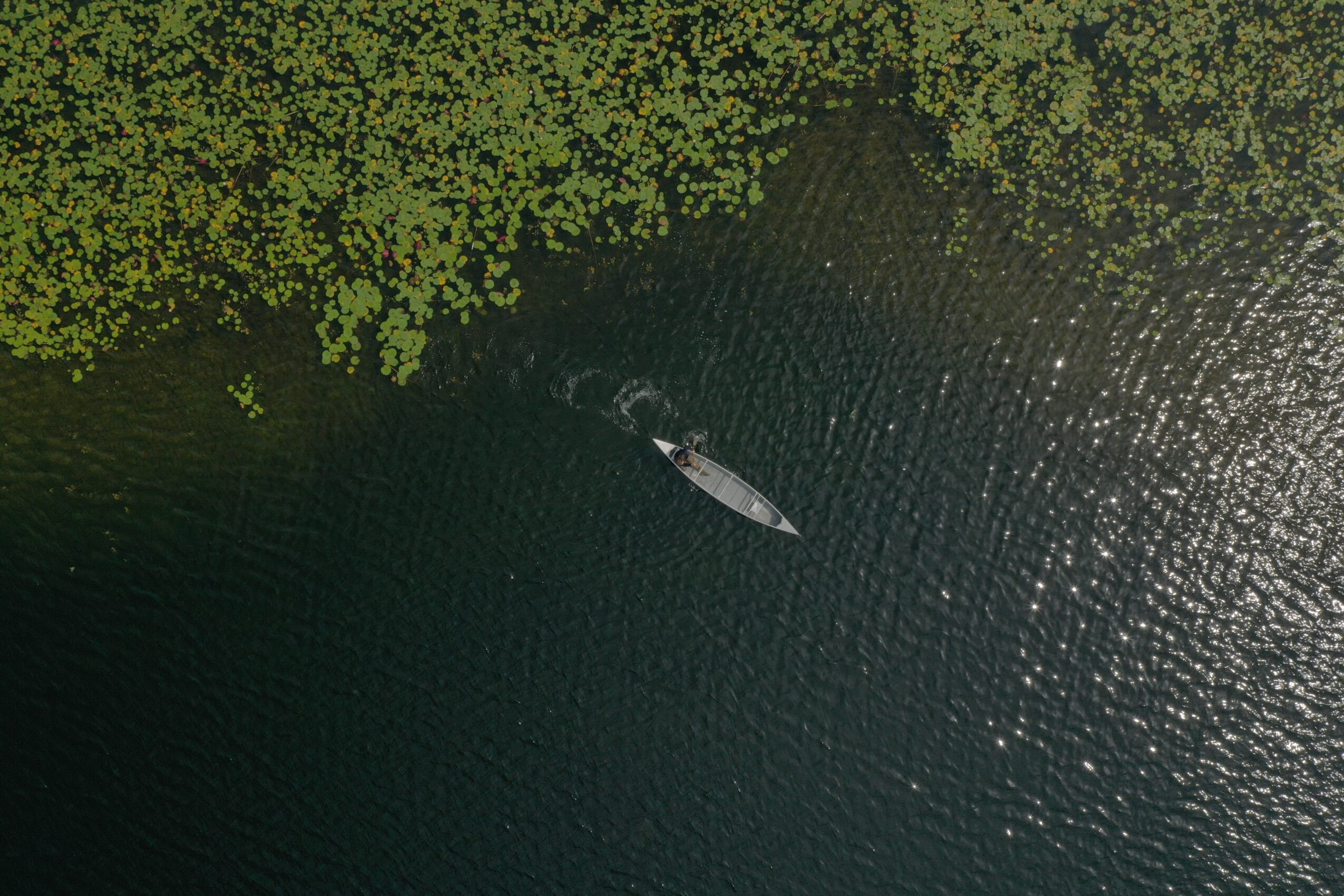 A boat on dark water near green vegetation, viewed from above.