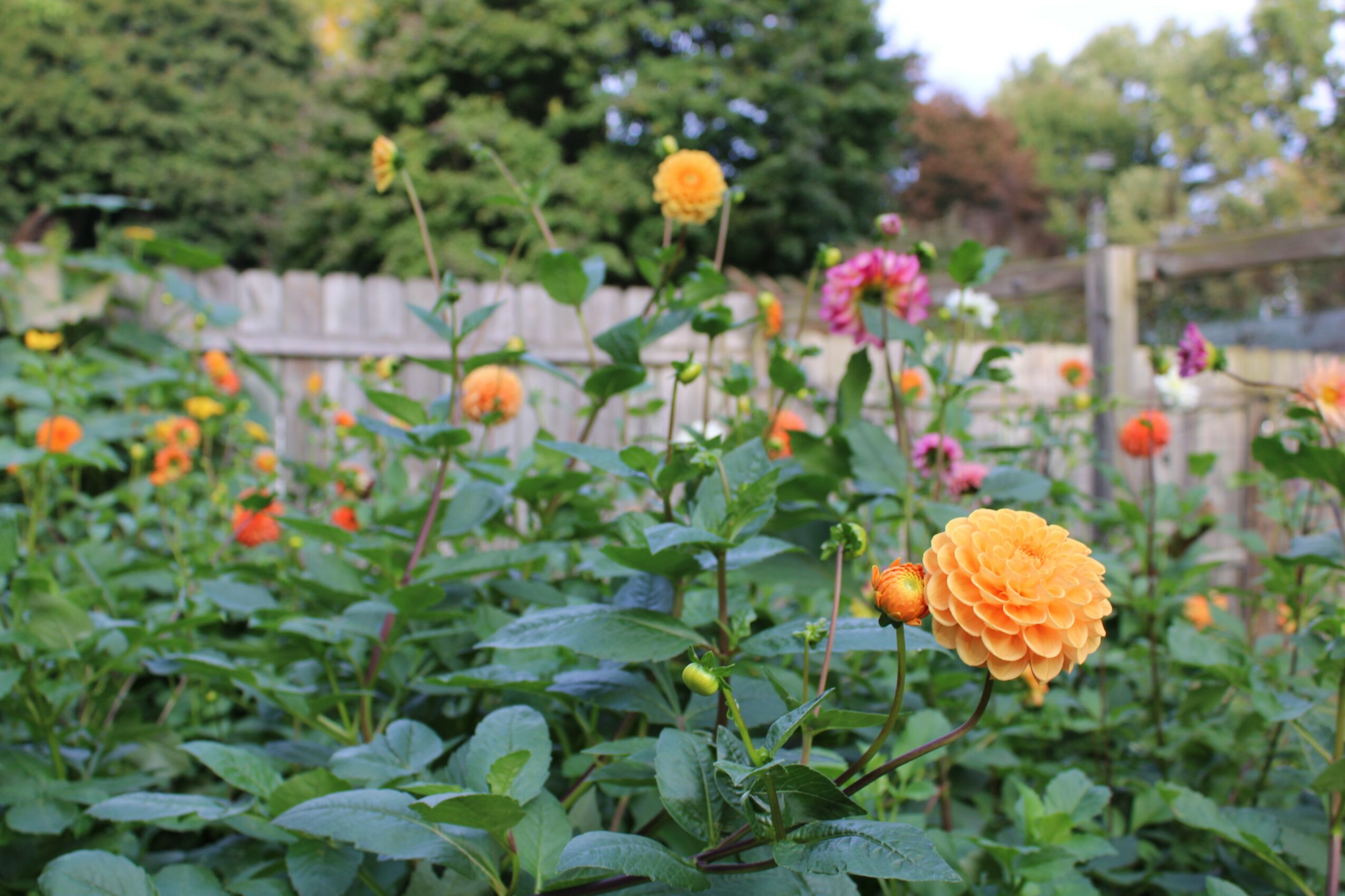 Garden with orange and pink flowers, green foliage, wooden fence, and trees in background.