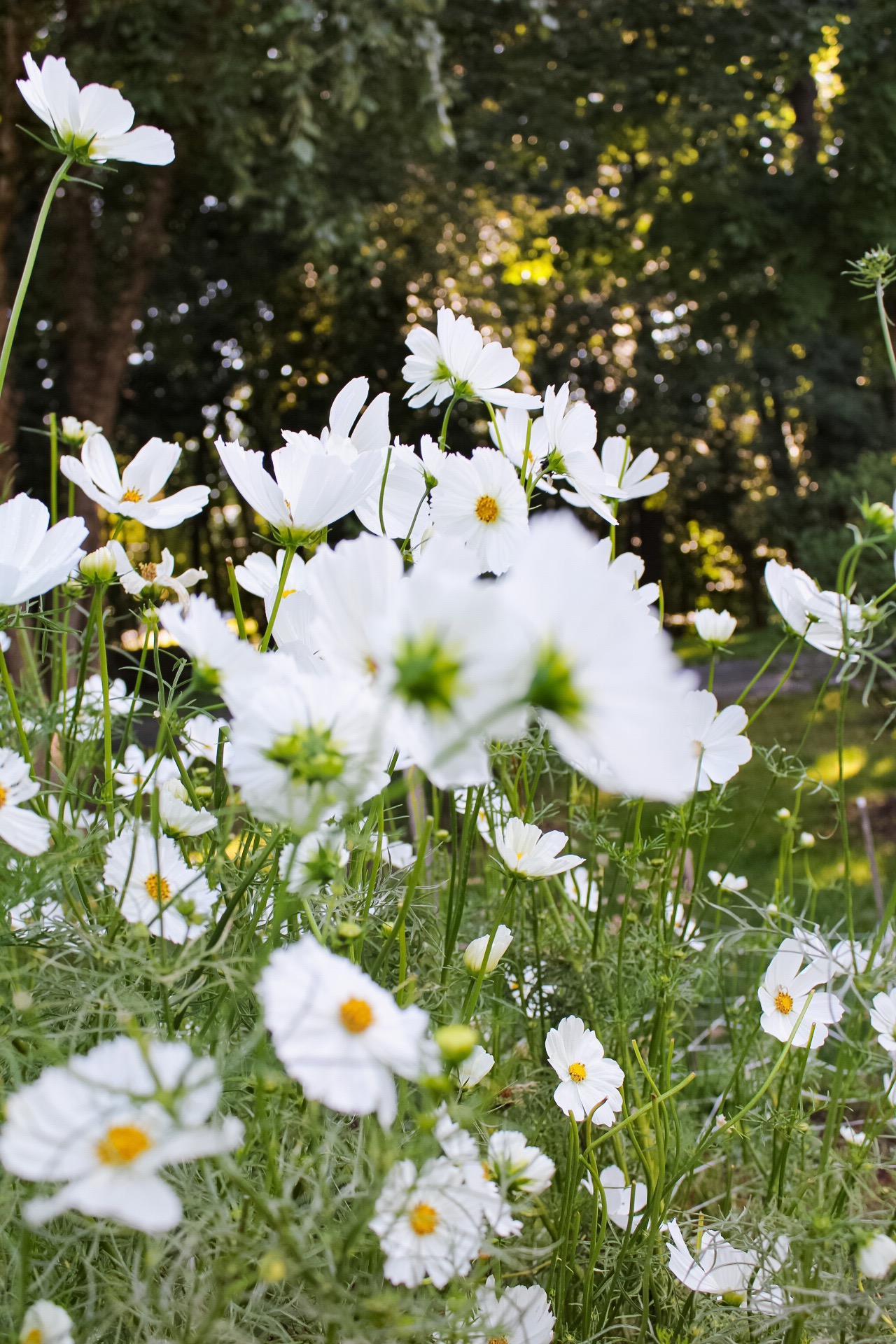 White daisies with yellow centers in a garden with green trees and sunlight in the background.