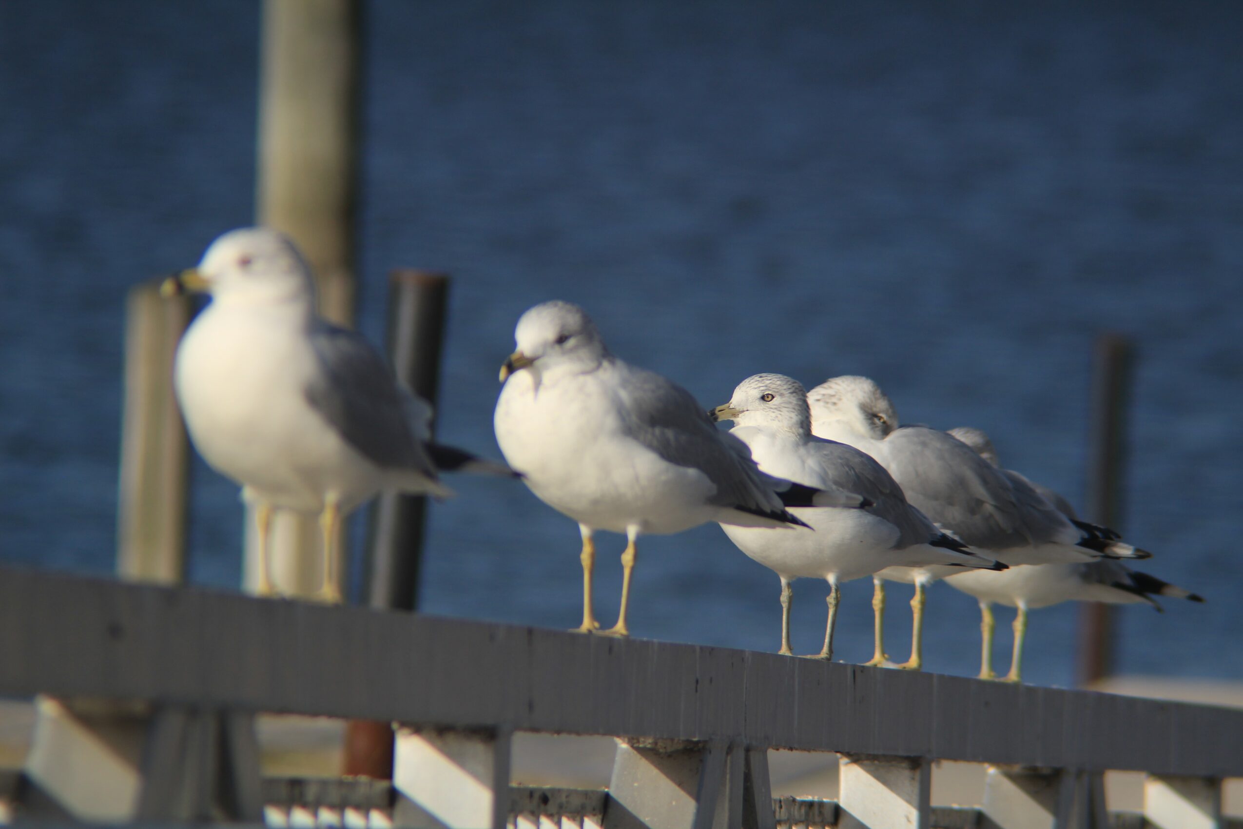 Five seagulls perched on a wooden railing near water, with a blue sky background.
