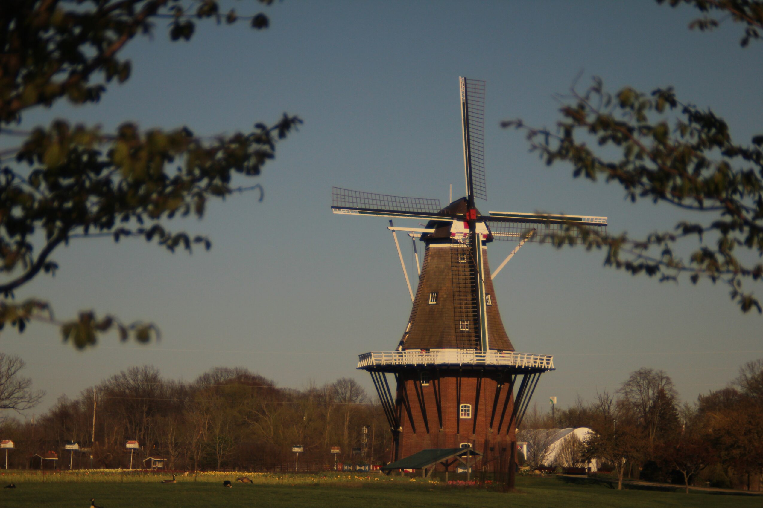 A traditional windmill with four blades stands in a park, trees and a clear sky in the background.