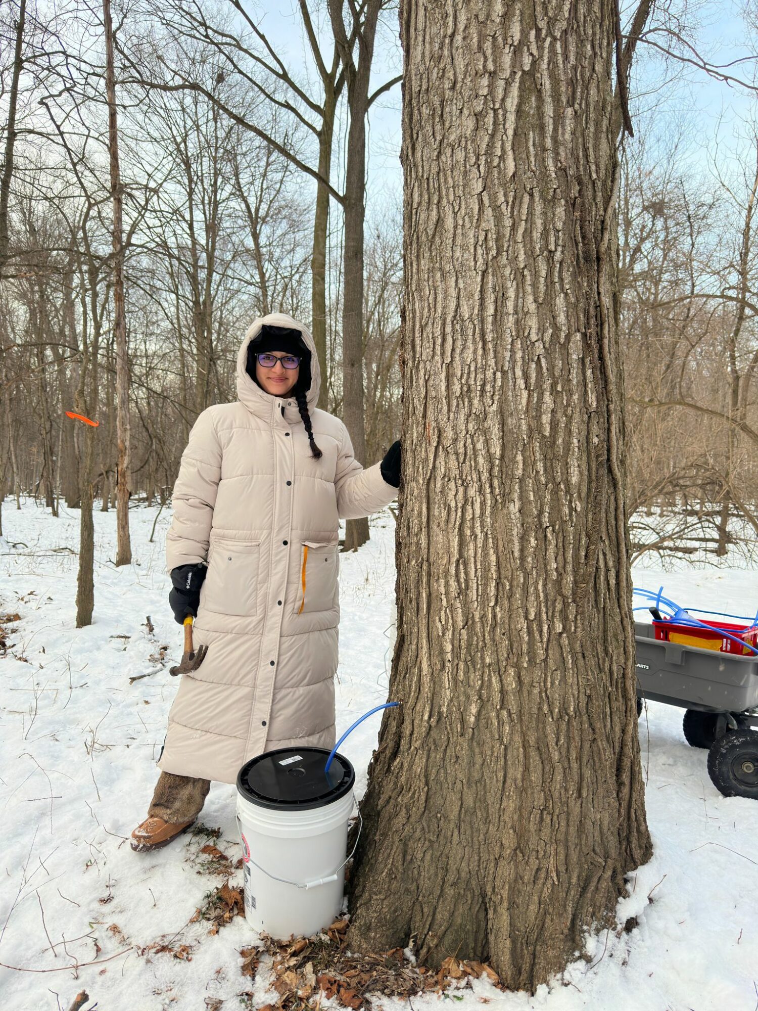 Person in winter coat and hat standing next to a large tree in snowy landscape, holding a tool, with a bucket nearby.