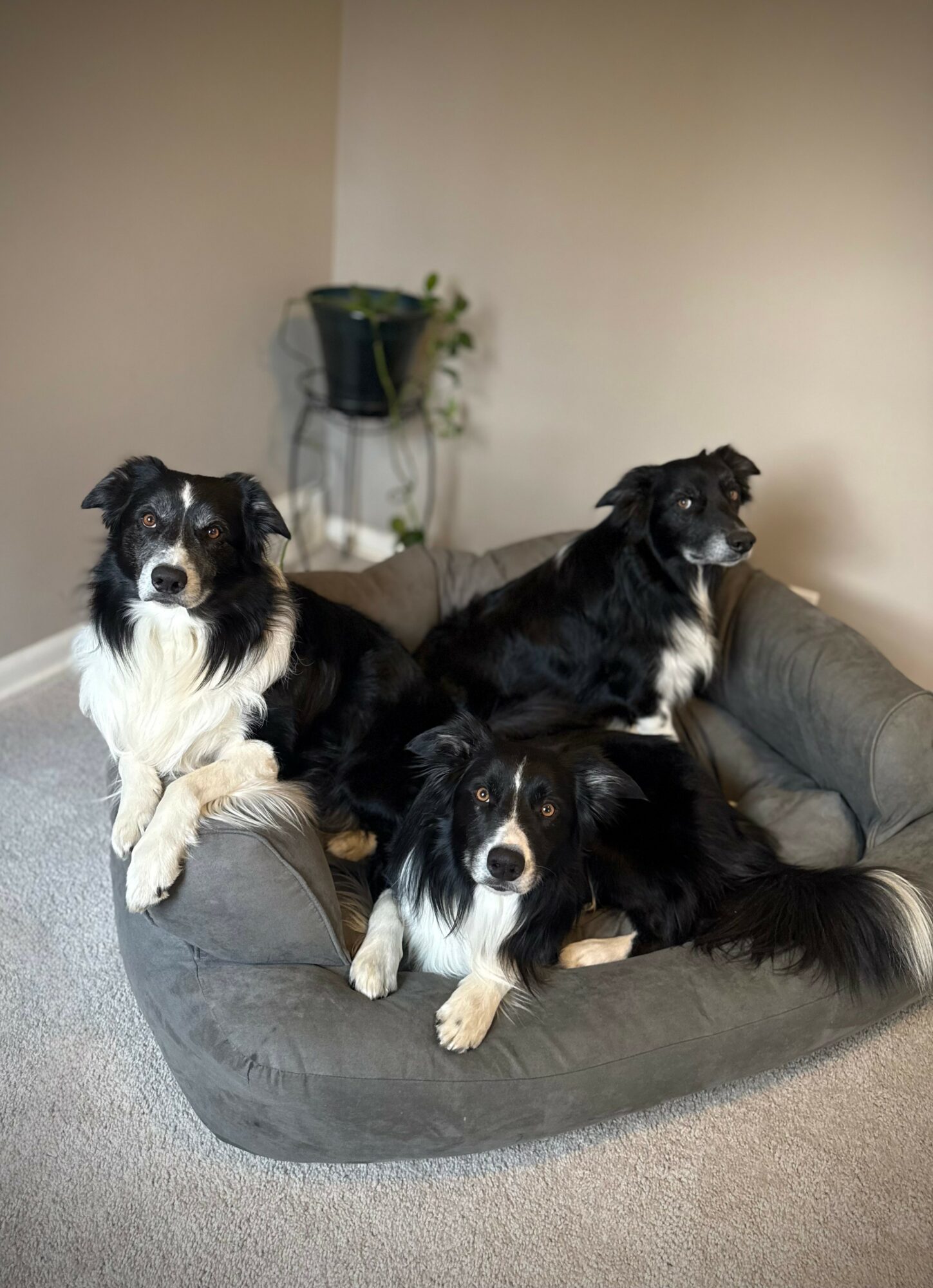 Three dogs lying on a gray dog bed in a room with beige walls and a small plant on a stand in the background.
