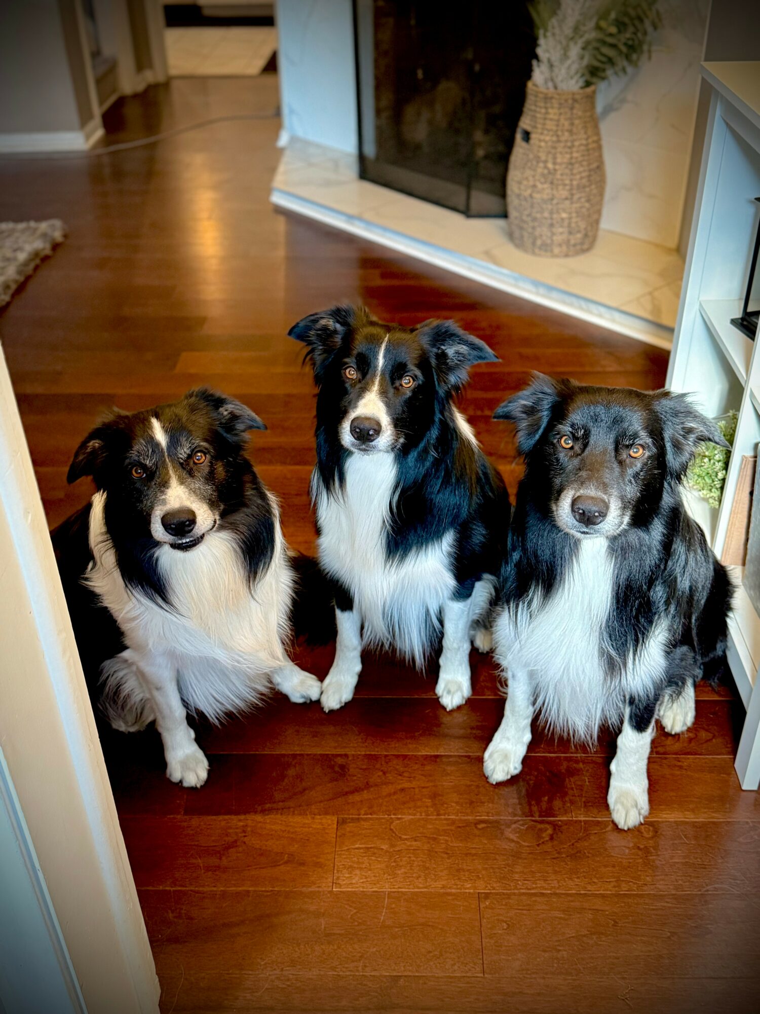 Three dogs sitting on a wooden floor in a home interior, with a fireplace and a large vase in the background.