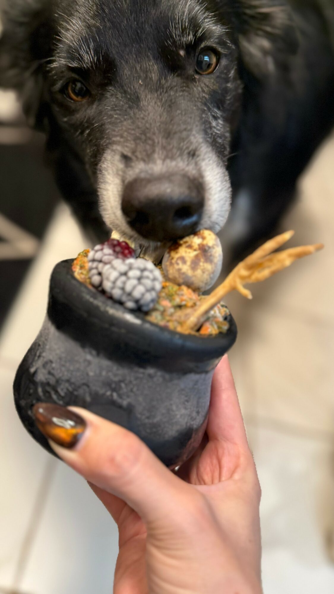 Dog with black and gray fur looking into a small black pot filled with treats, held by a person's hand.