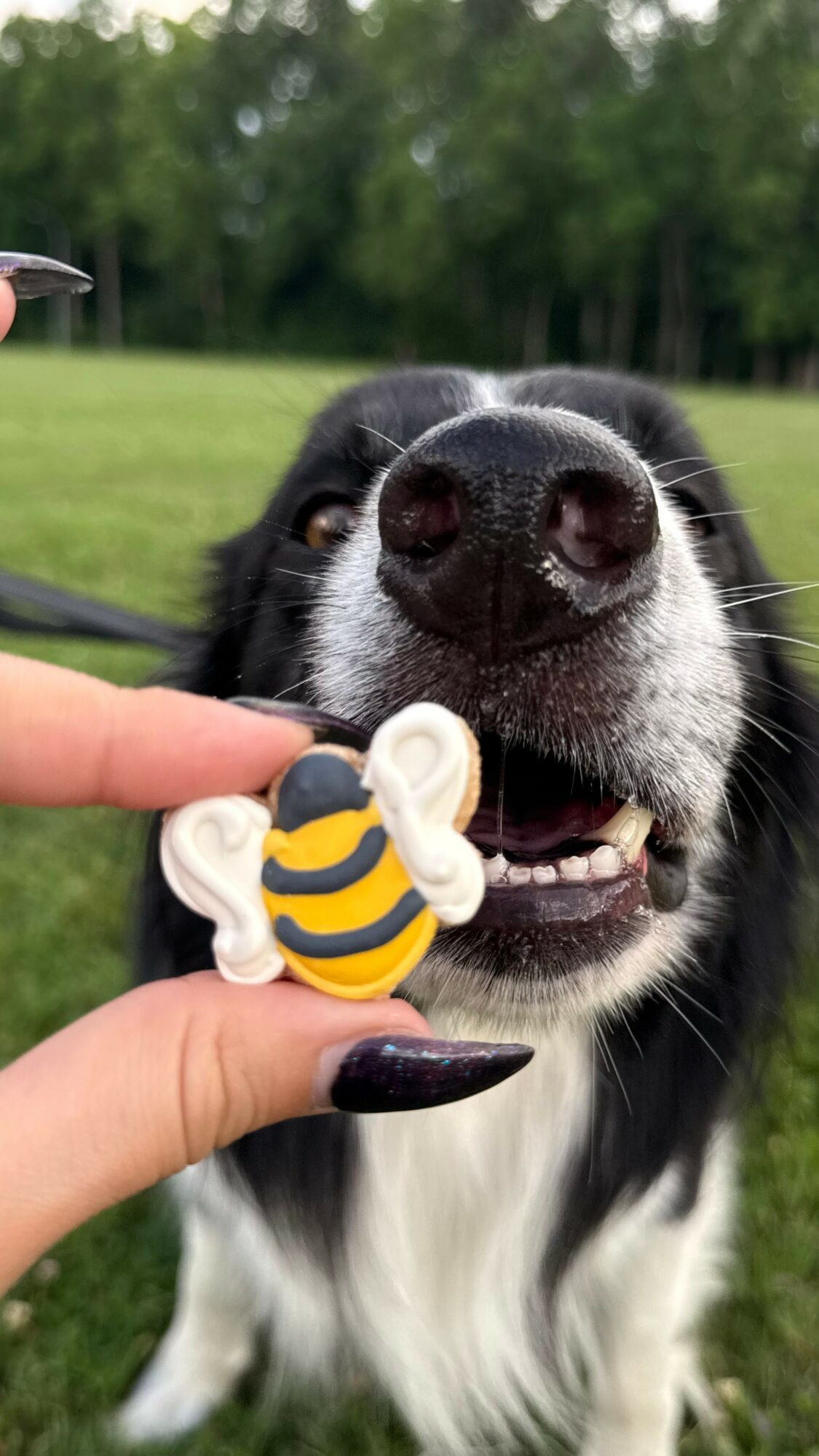 Close-up of a black and white dog smiling outdoors with a bee-shaped toy near its nose.