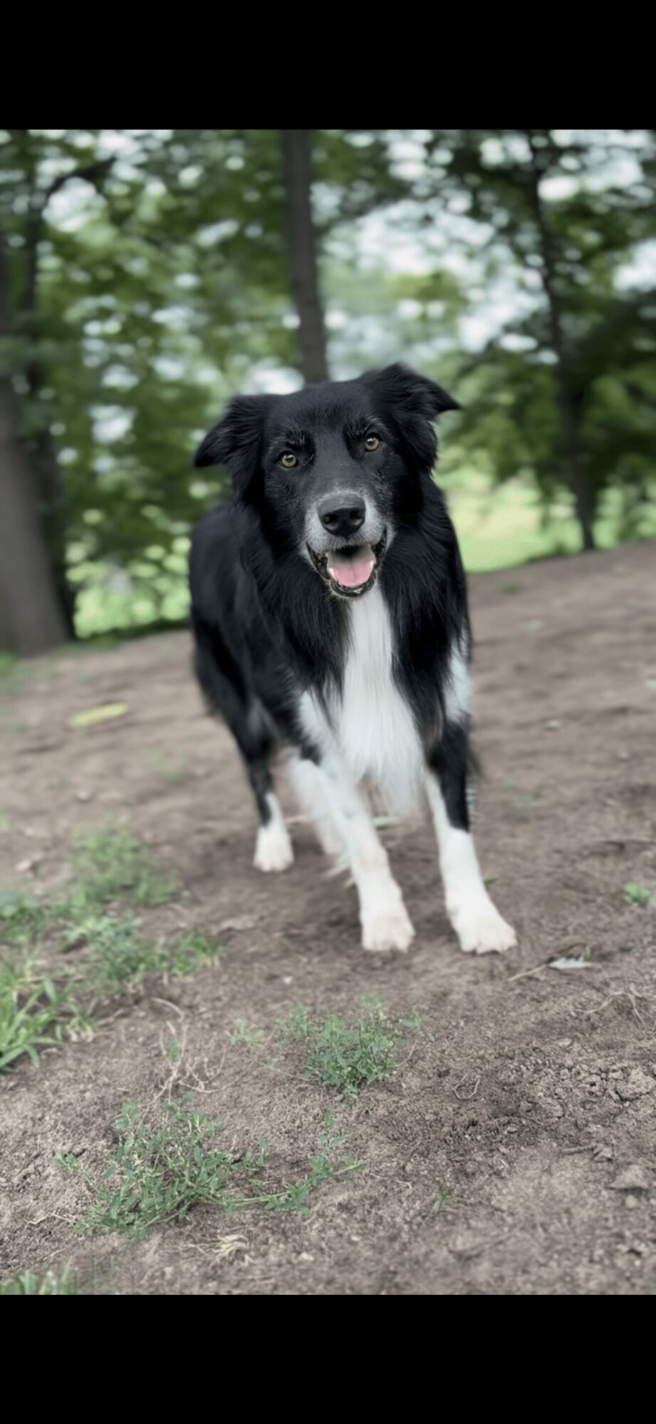 Black and white dog standing outdoors on grass and dirt, trees in background, looking at the camera with tongue out.