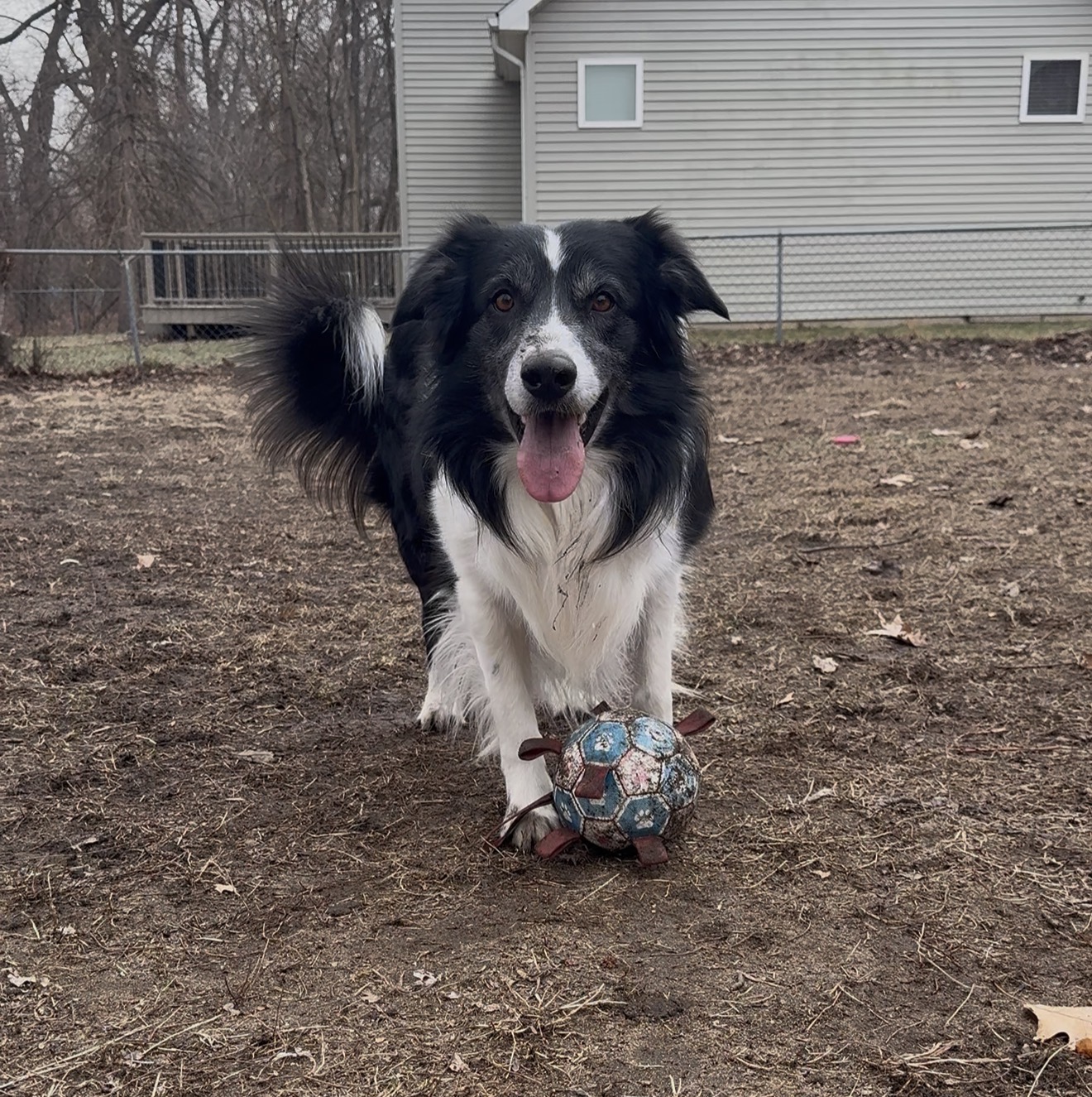 Black and white dog with tongue out, standing on dirt with a ball under its paws, in backyard with house in background.
