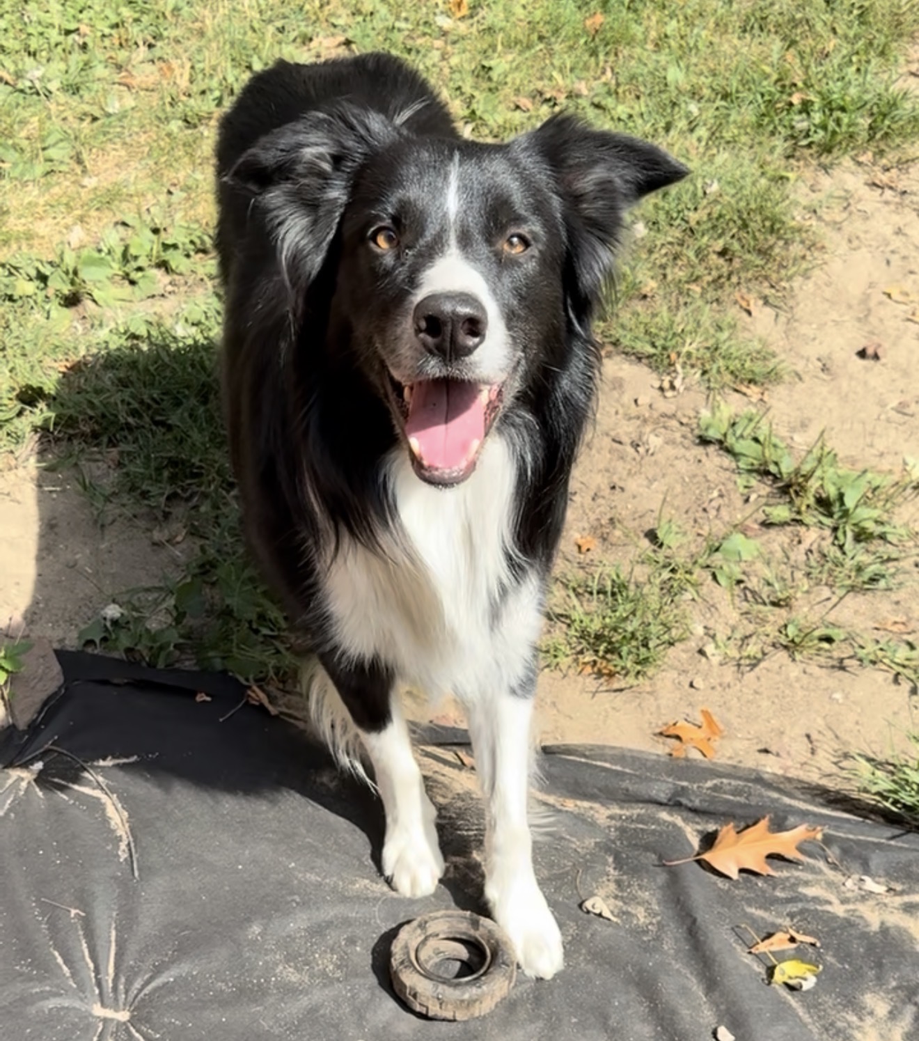 Black and white dog standing outdoors on grass and dirt, looking at the camera with tongue out, sunny day.
