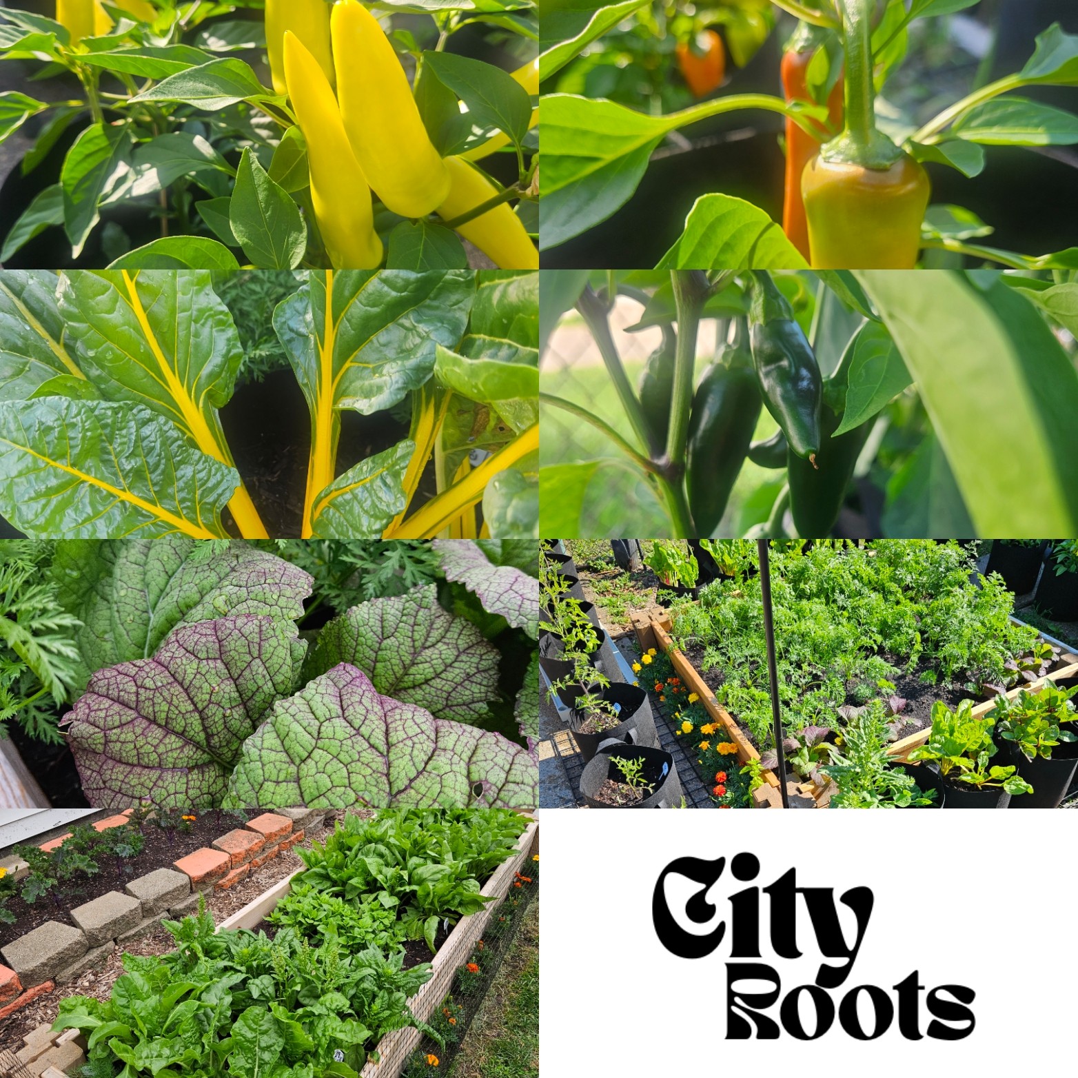 Close-up of yellow flowers and green leaves, garden with plants and a sign reading 'City Roots'.