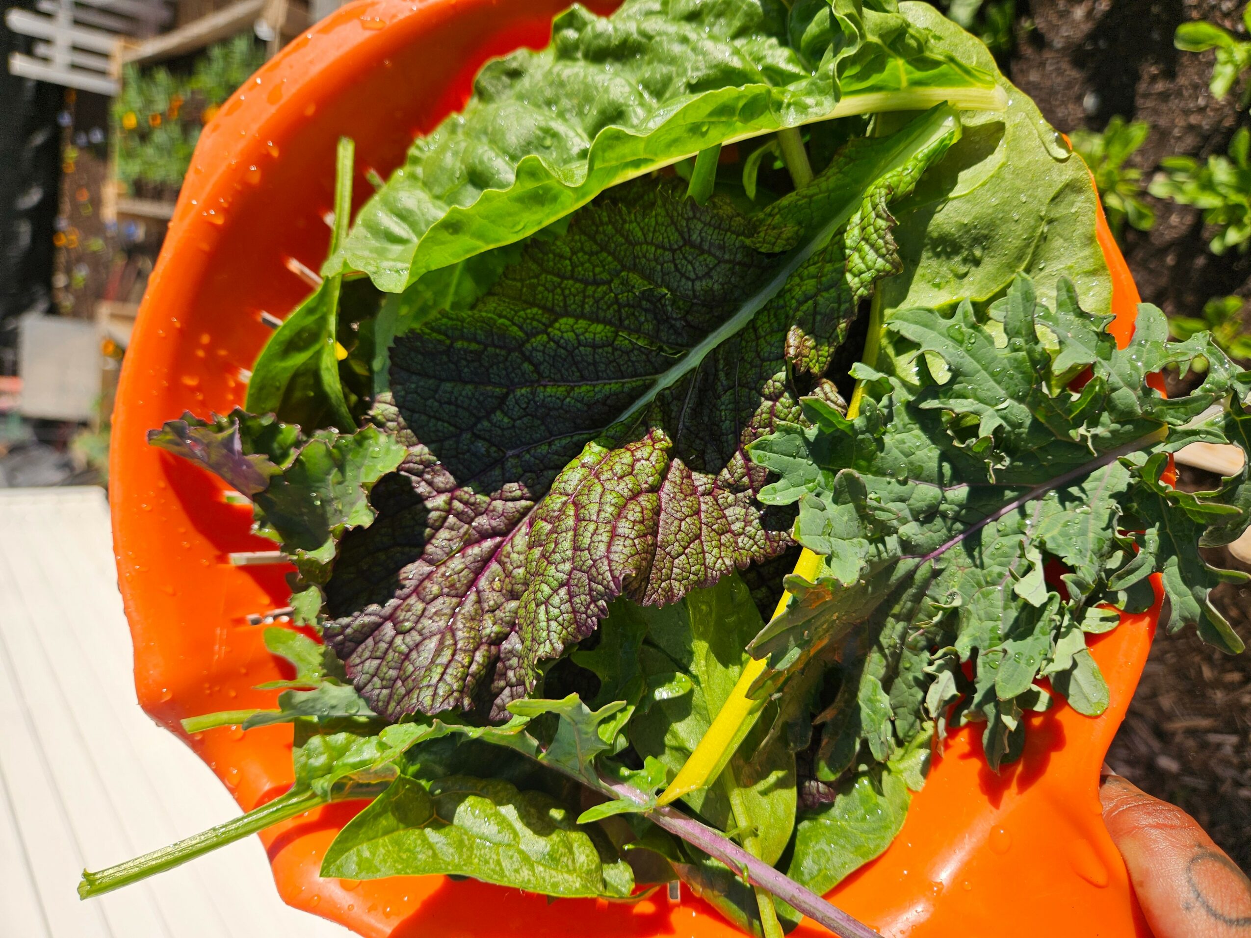 Assorted leafy greens in an orange container outdoors, sunlight shining on the leaves.