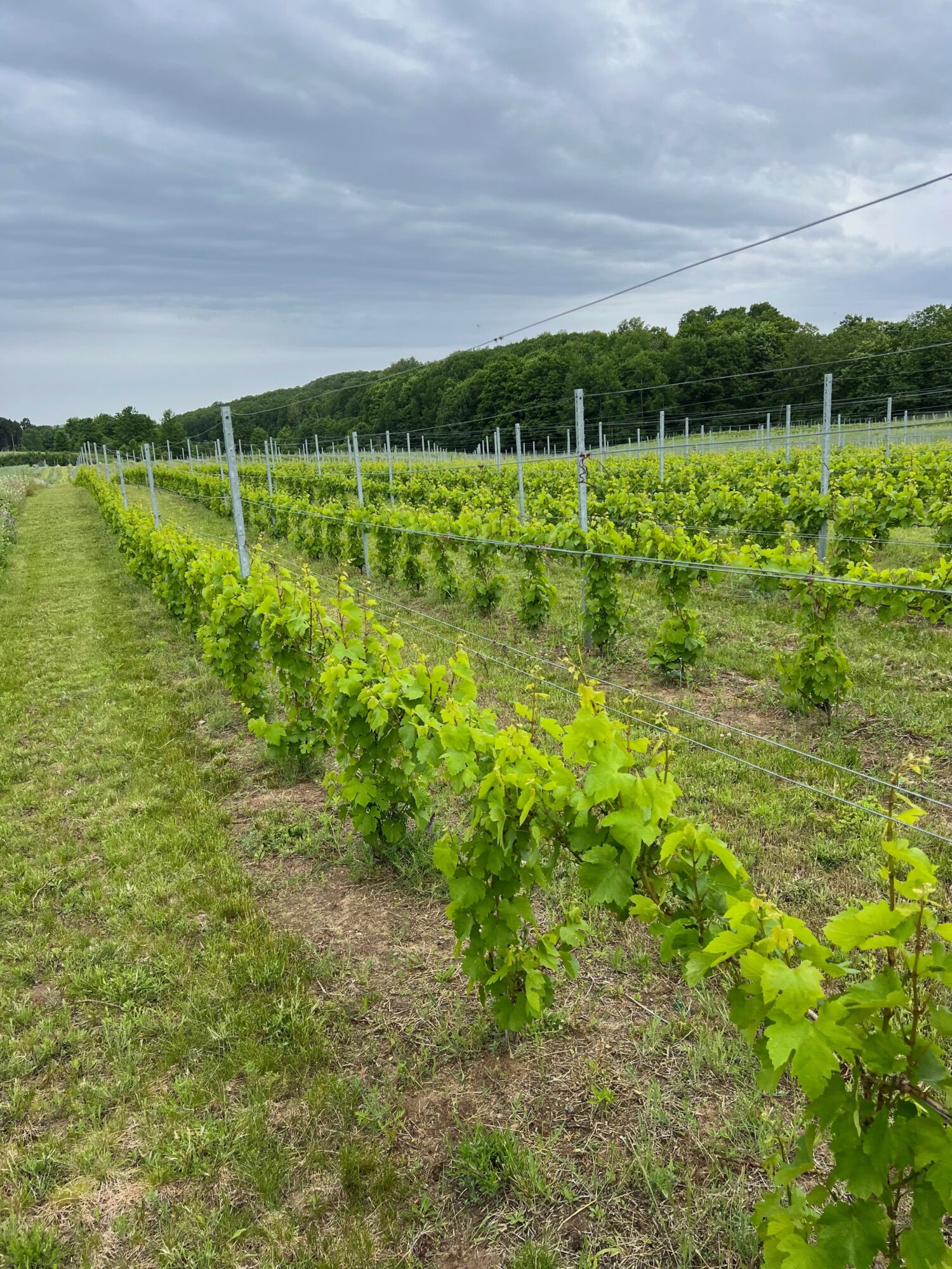 Vineyard with rows of grapevines, grassy path on the side, cloudy sky, and distant trees on a hill.
