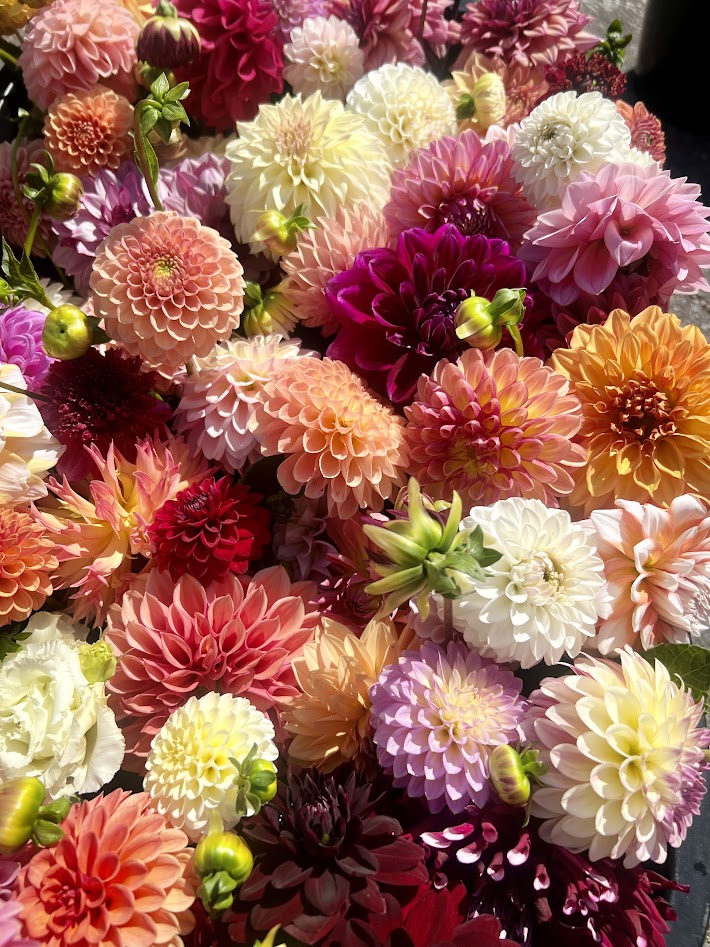 Colorful bouquet of various dahlias in pink, white, orange, purple, and yellow, with some green buds visible.