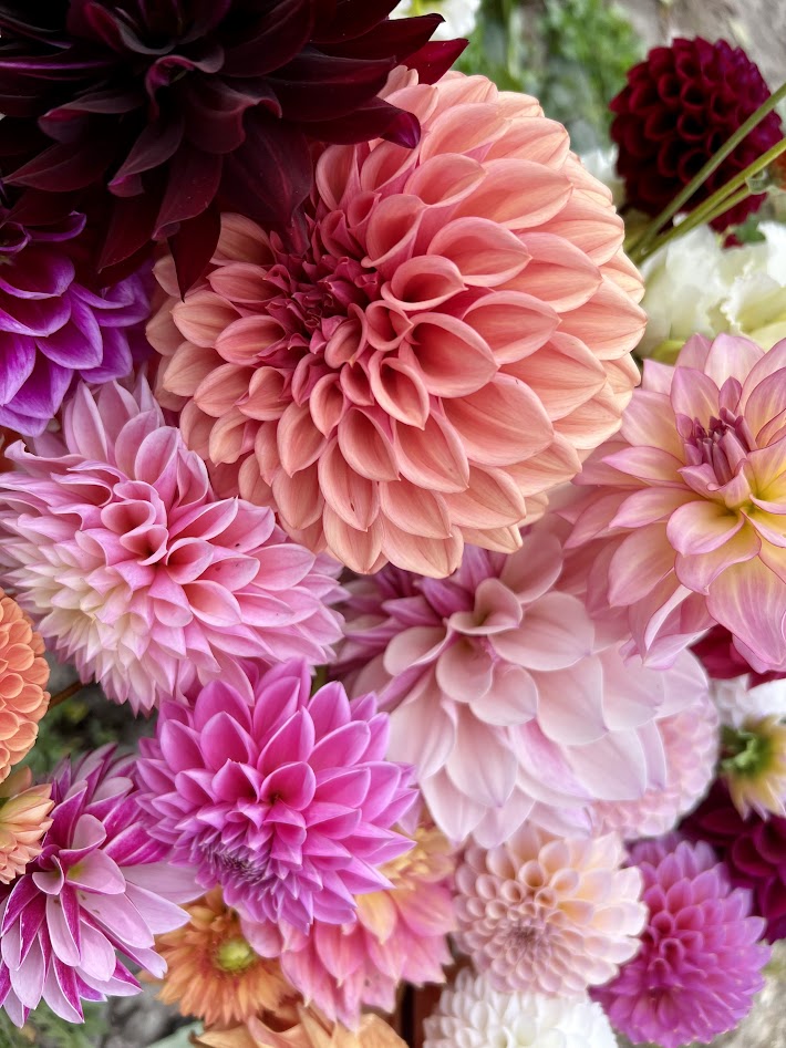 Close-up of colorful dahlias and other flowers in pink, purple, and red shades, with green foliage in the background.