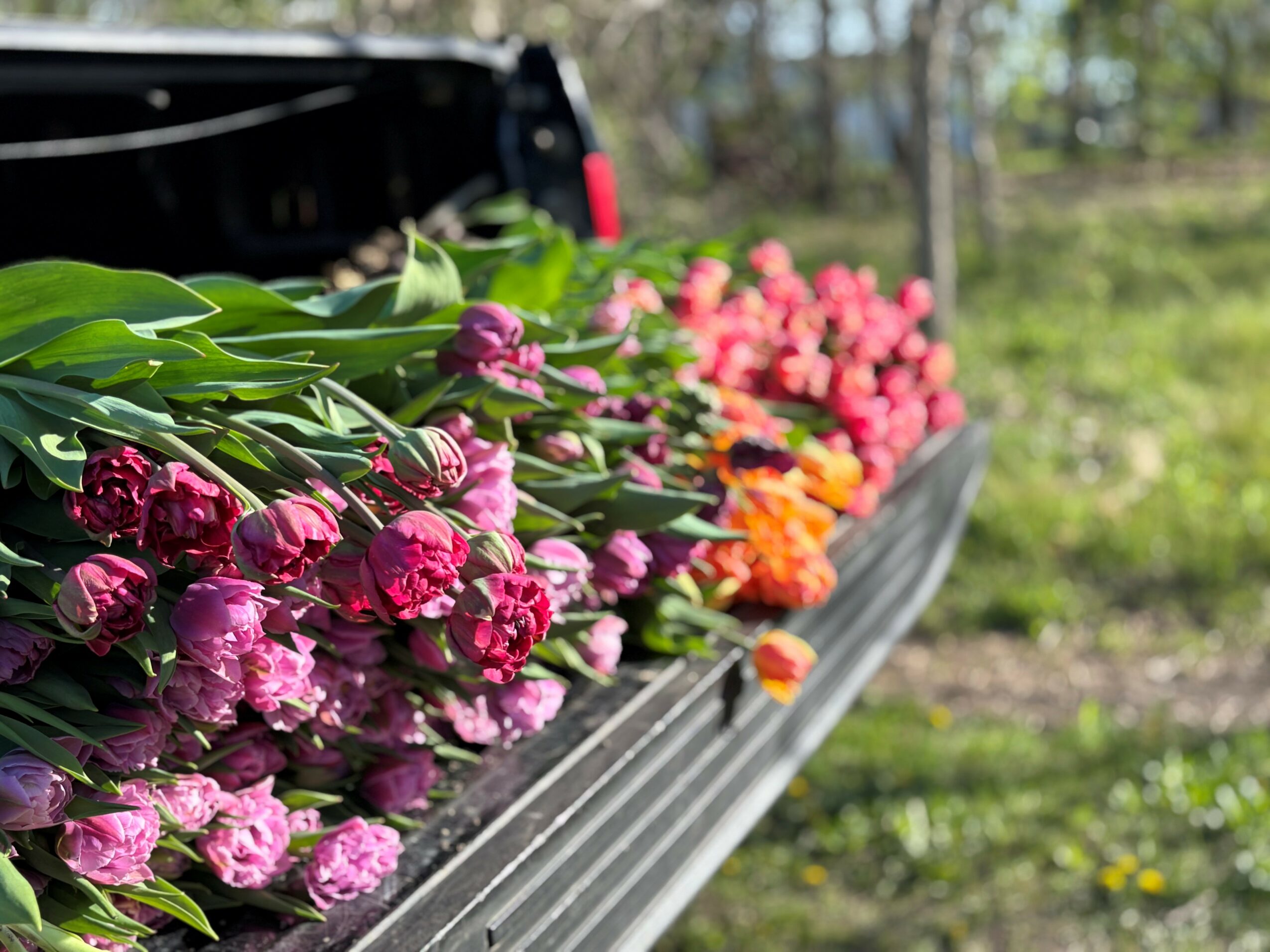 Flowers in the truck bed with pink, purple, and orange blooms, outdoors with trees and grass in the background.