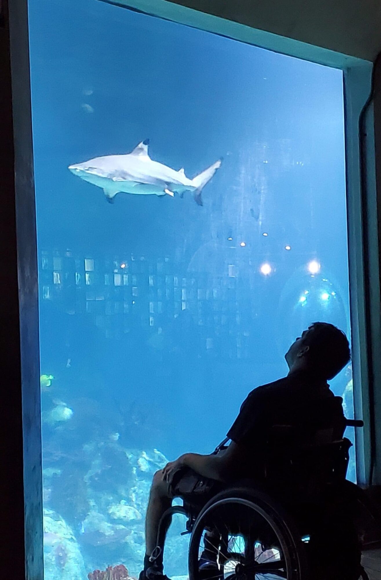 Person in wheelchair looking at a large aquarium with a shark swimming inside.