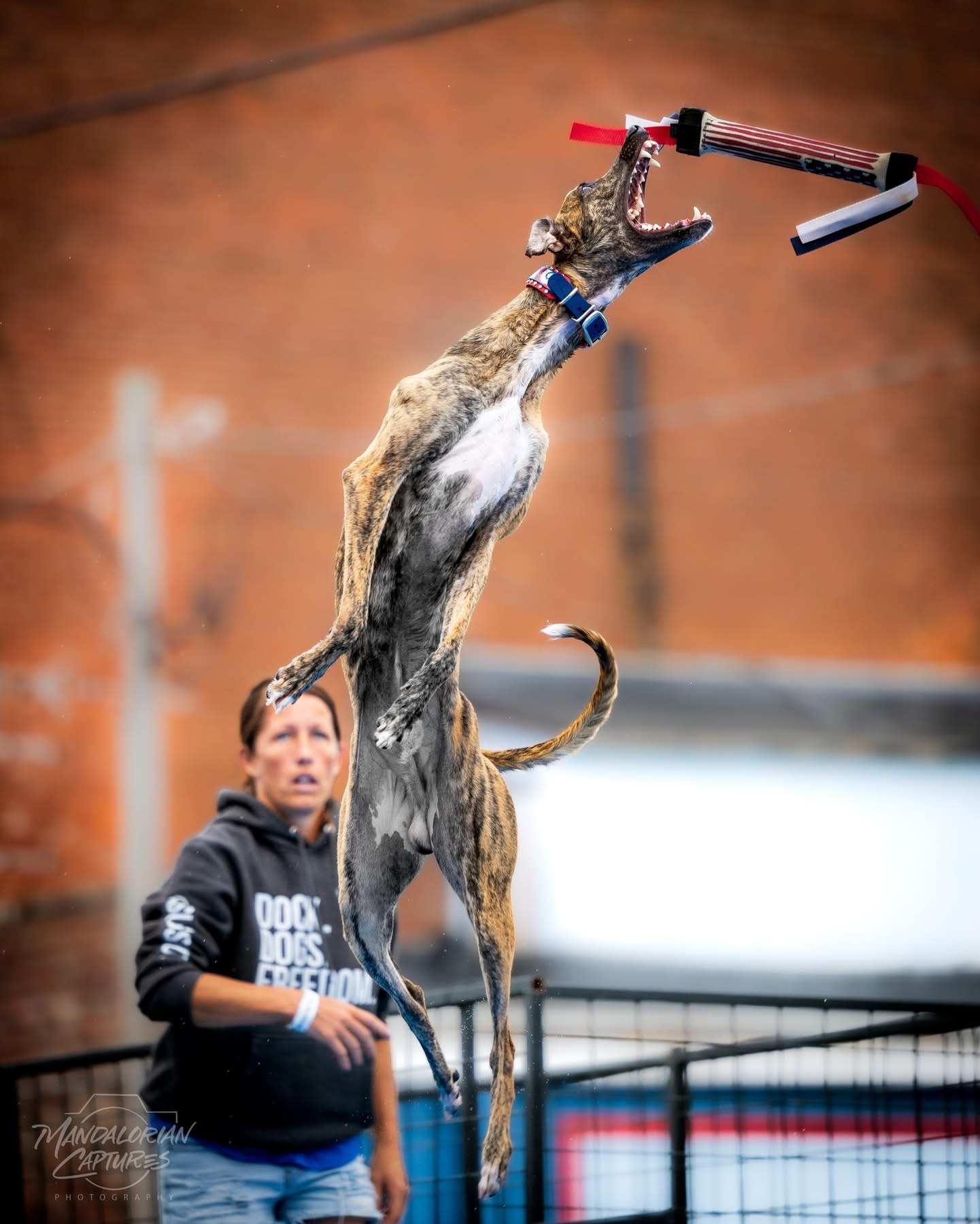 Dog hanging from a pole with a toy in its mouth, person watching nearby, brick wall background.