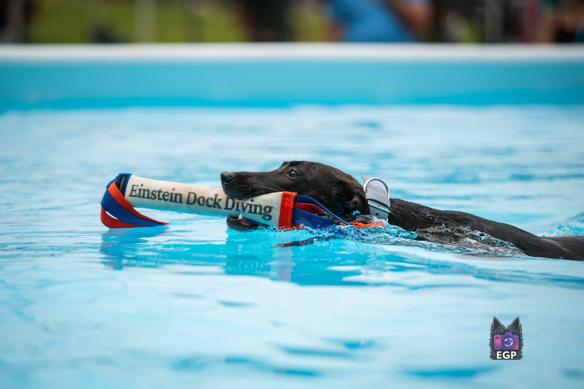 Dog swimming in a pool holding a red and blue floating device labeled 'Einstein Dock Diving'.
