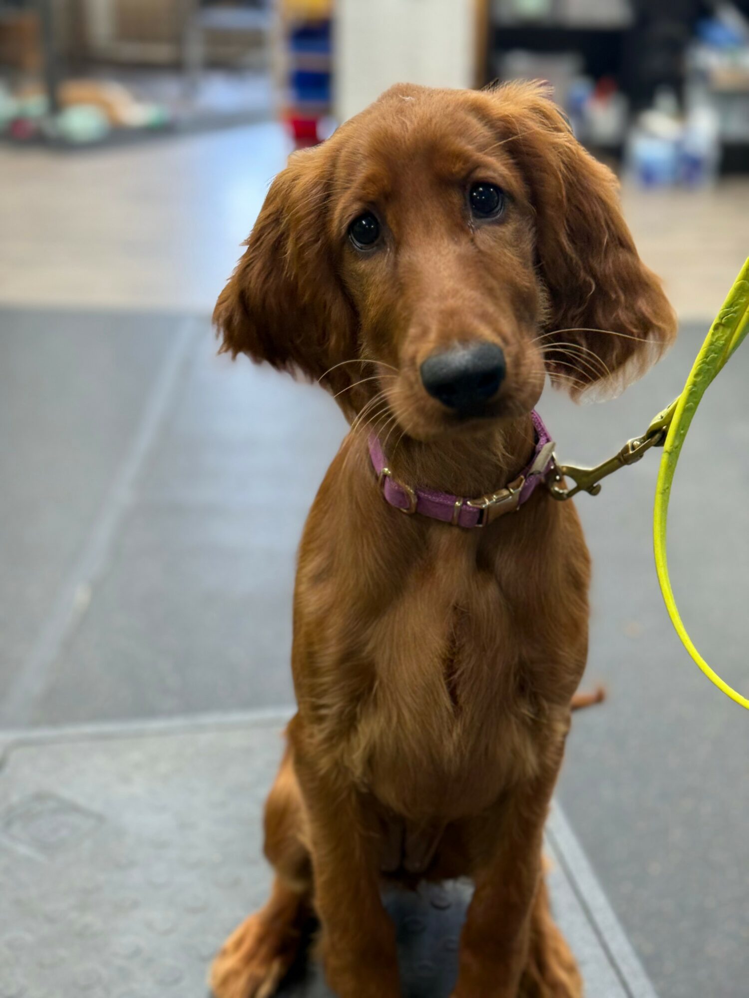 Young brown dog with floppy ears and purple collar, sitting indoors on a gray floor, looking at the camera.