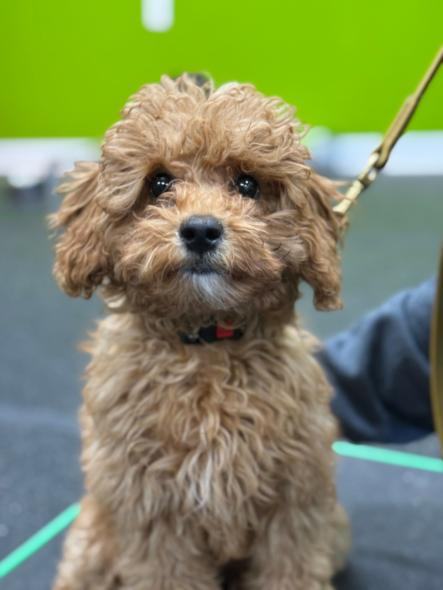 Small curly-haired dog with a red collar, sitting indoors with a green background.