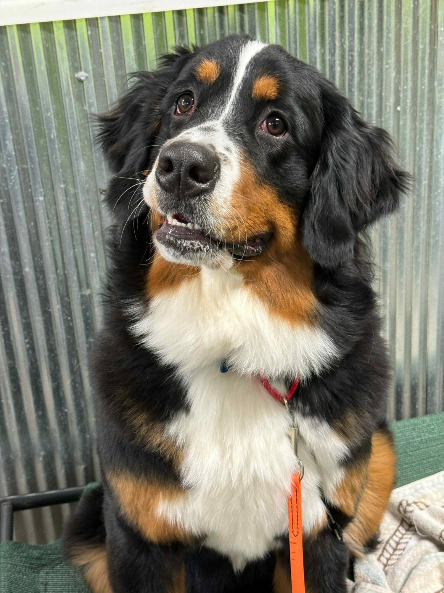 Black, white, and brown dog lying on a surface with a green and glass background, looking at the camera.