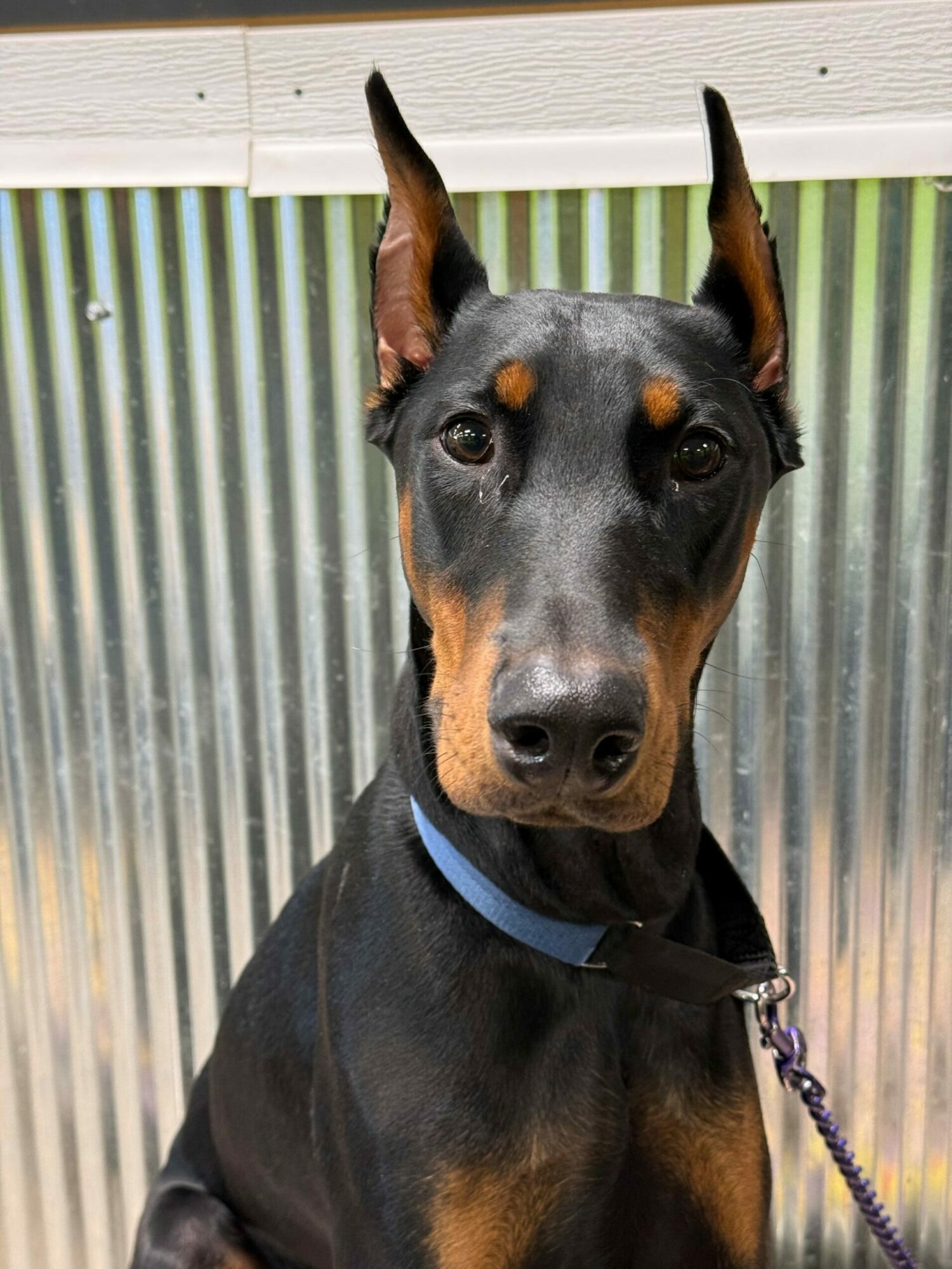 Black and tan dog with pointed ears and a blue collar, looking at the camera, standing in front of a corrugated metal background.