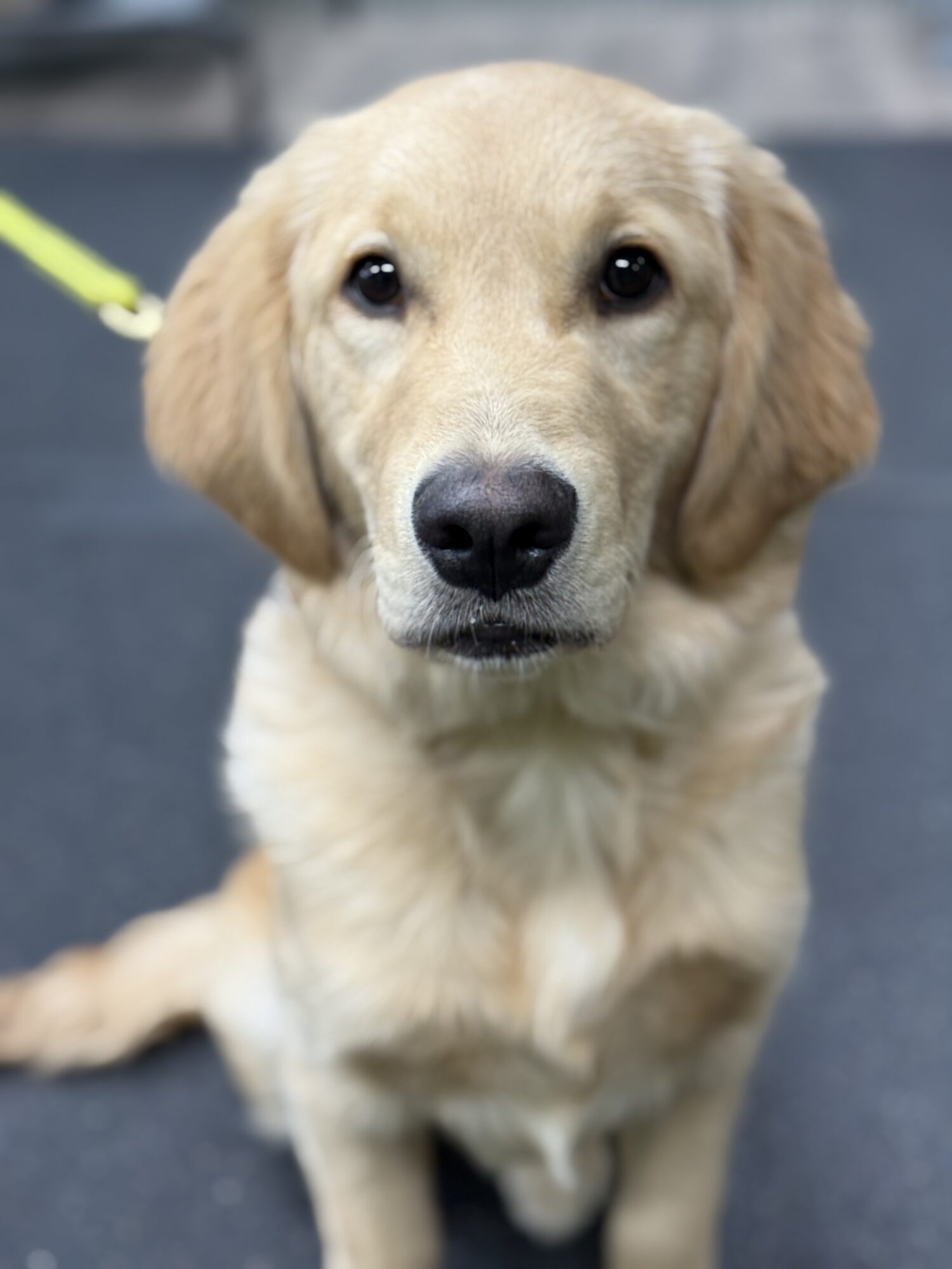 Golden retriever puppy with a yellow leash, sitting on a dark surface, looking at the camera.