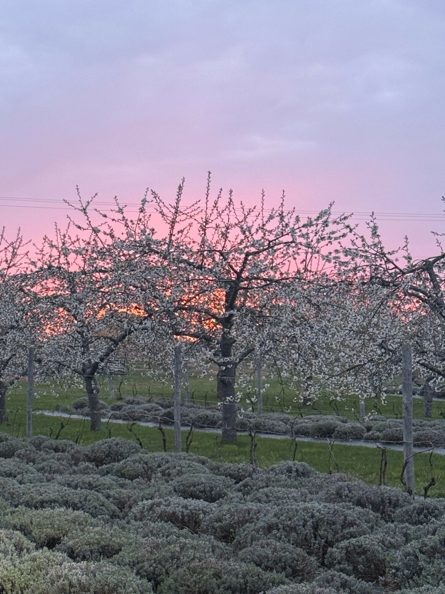 Trees with blossoms at sunset, pink and purple sky, grassy area, and bushes in the foreground.