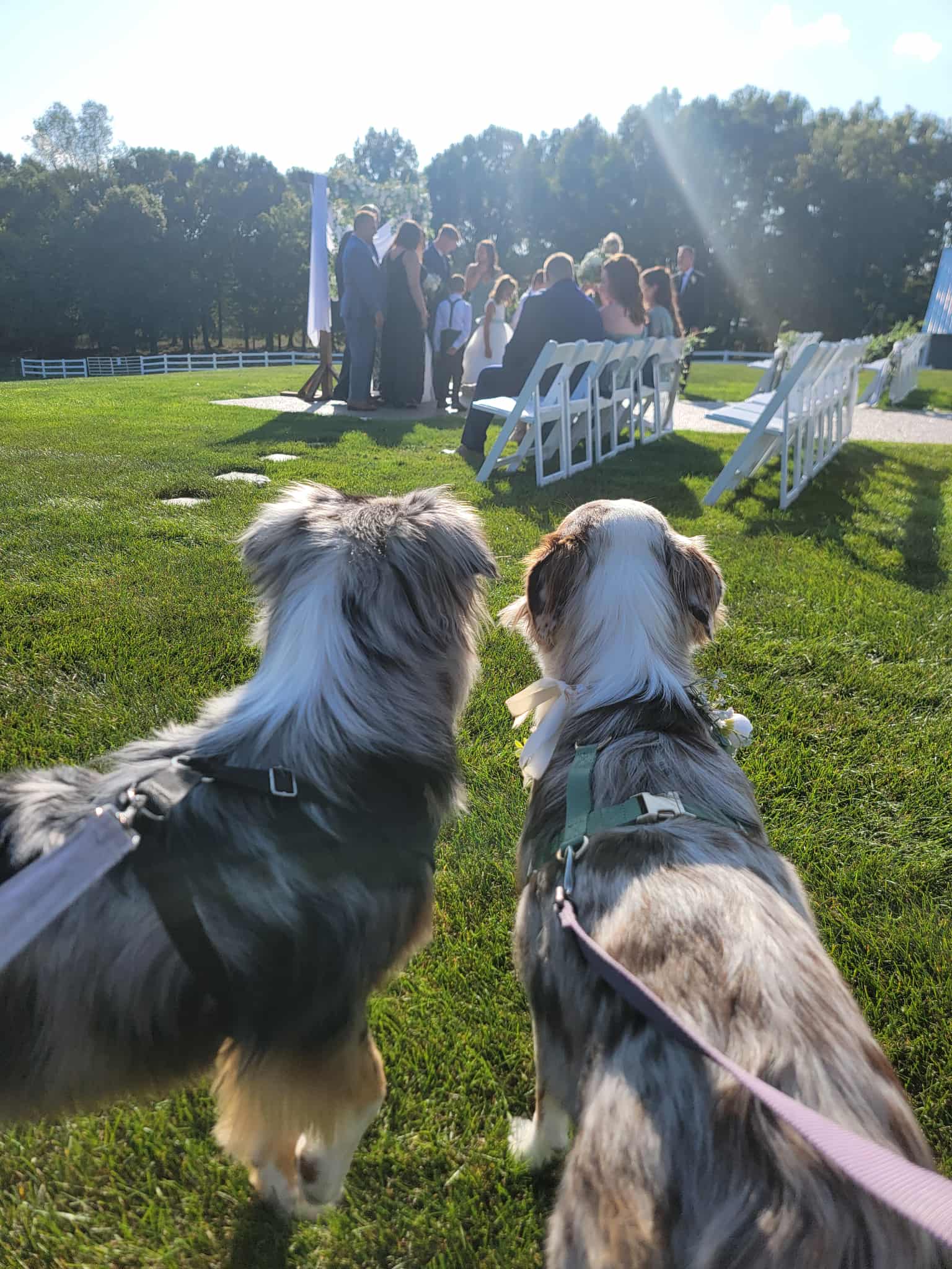 Two dogs sit on grass watching a wedding ceremony outdoors with guests and white chairs, trees in background, sunlight shining.