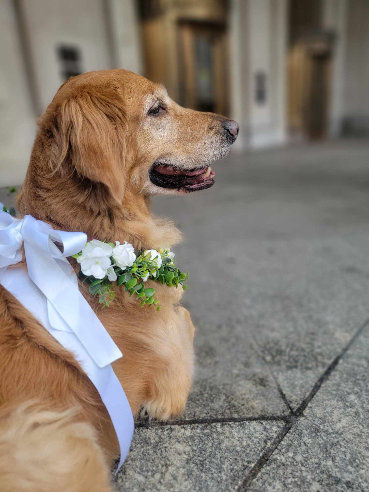Golden retriever wearing a white ribbon and flower collar, sitting on a sidewalk, looking to the right.