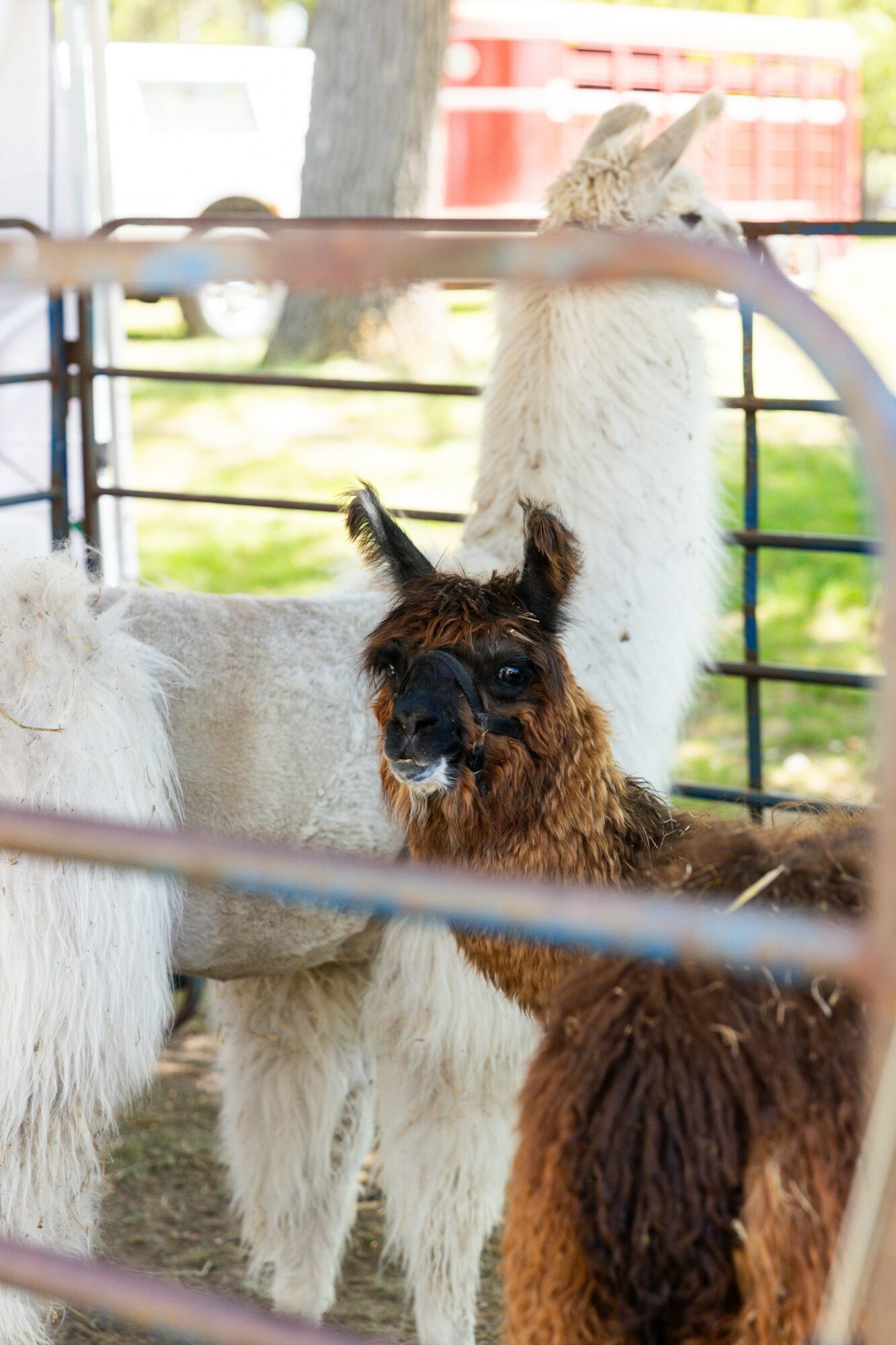 Two llamas in a pen, one white and one brown, with metal bars and a background of trees and a red structure.