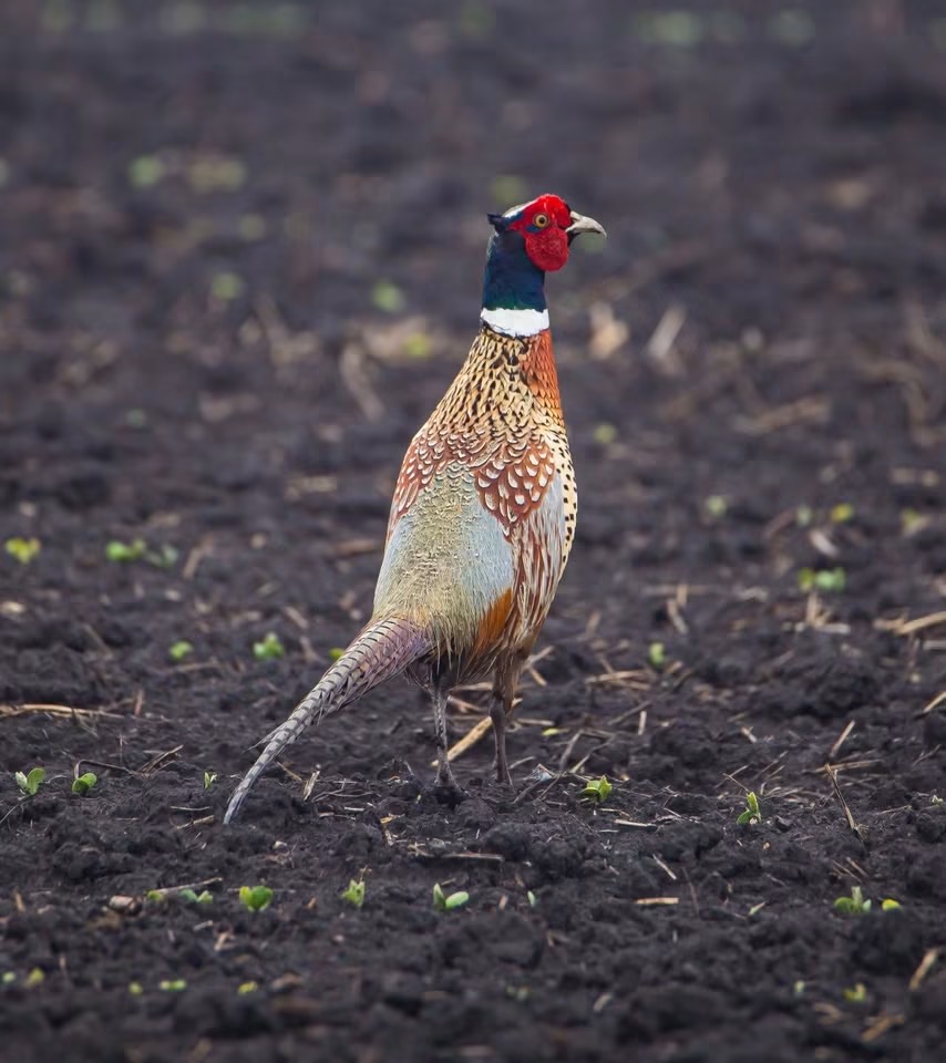 Colorful bird standing on dark soil with small green plants, facing right, with a red face and patterned feathers.
