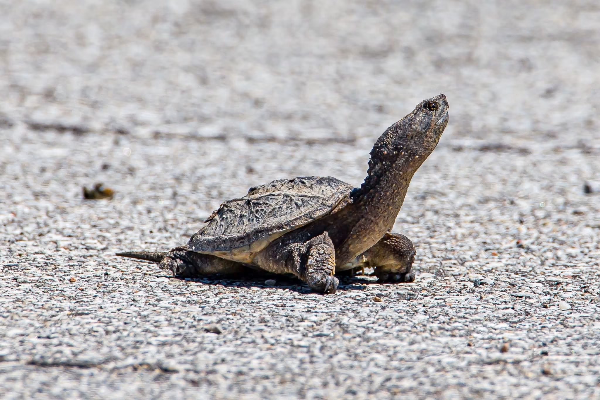 A small turtle on a sandy surface, facing upward with its head raised, in natural outdoor lighting.